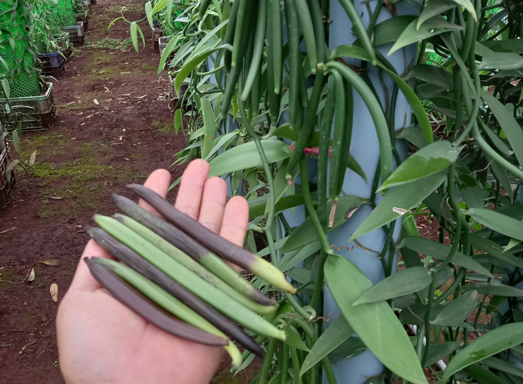 loai gia vi dat nhi the gioi viet nam da trong thanh cong 1 loai gia vi dat nhi the gioi viet nam da trong thanh cong 1