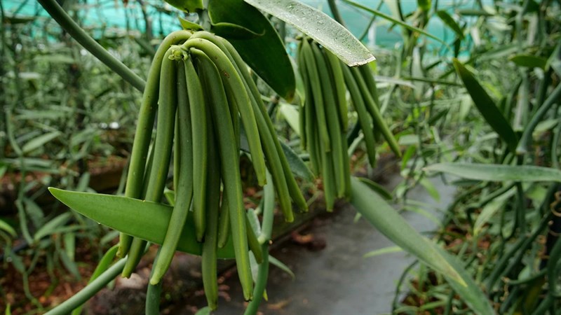 loai gia vi dat nhi the gioi viet nam da trong thanh cong 2 loai gia vi dat nhi the gioi viet nam da trong thanh cong 2