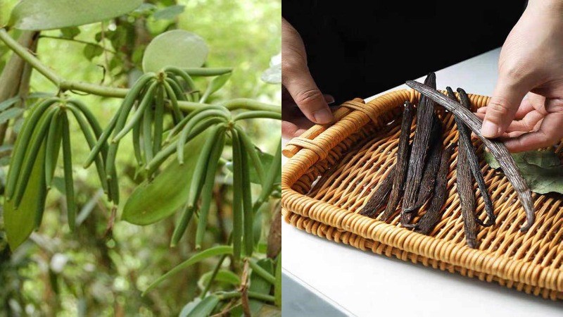 loai gia vi dat nhi the gioi viet nam da trong thanh cong 4 loai gia vi dat nhi the gioi viet nam da trong thanh cong 4