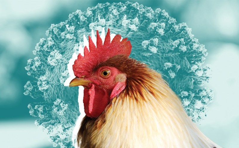 an thit ga trung ga co bi lay cum a h5n1 khong dau hieu mac cum a h5n1 o nguoi 1 an thit ga trung ga co bi lay cum a h5n1 khong dau hieu mac cum a h5n1 o nguoi 1