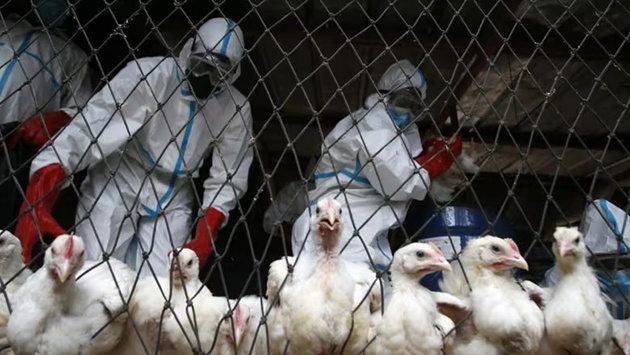 an thit ga trung ga co bi lay cum a h5n1 khong dau hieu mac cum a h5n1 o nguoi 2 an thit ga trung ga co bi lay cum a h5n1 khong dau hieu mac cum a h5n1 o nguoi 2