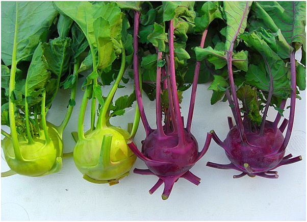 dung ngay viec an su hao neu ban mac mot trong nhung benh nay4 dung ngay viec an su hao neu ban mac mot trong nhung benh nay4