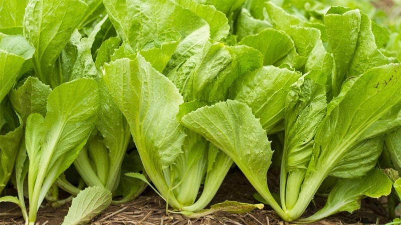 dung an rau cai neu ban thuoc mot trong so nhung nhom nguoi nay 1 dung an rau cai neu ban thuoc mot trong so nhung nhom nguoi nay 1