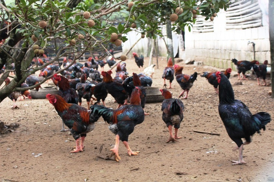 ha nam nguoi dan kiem hang tram trieu dong tien lai vao dip tet nho loai ga quy hiem nay2