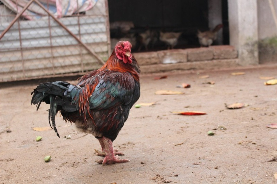ha nam nguoi dan kiem hang tram trieu dong tien lai vao dip tet nho loai ga quy hiem nay3