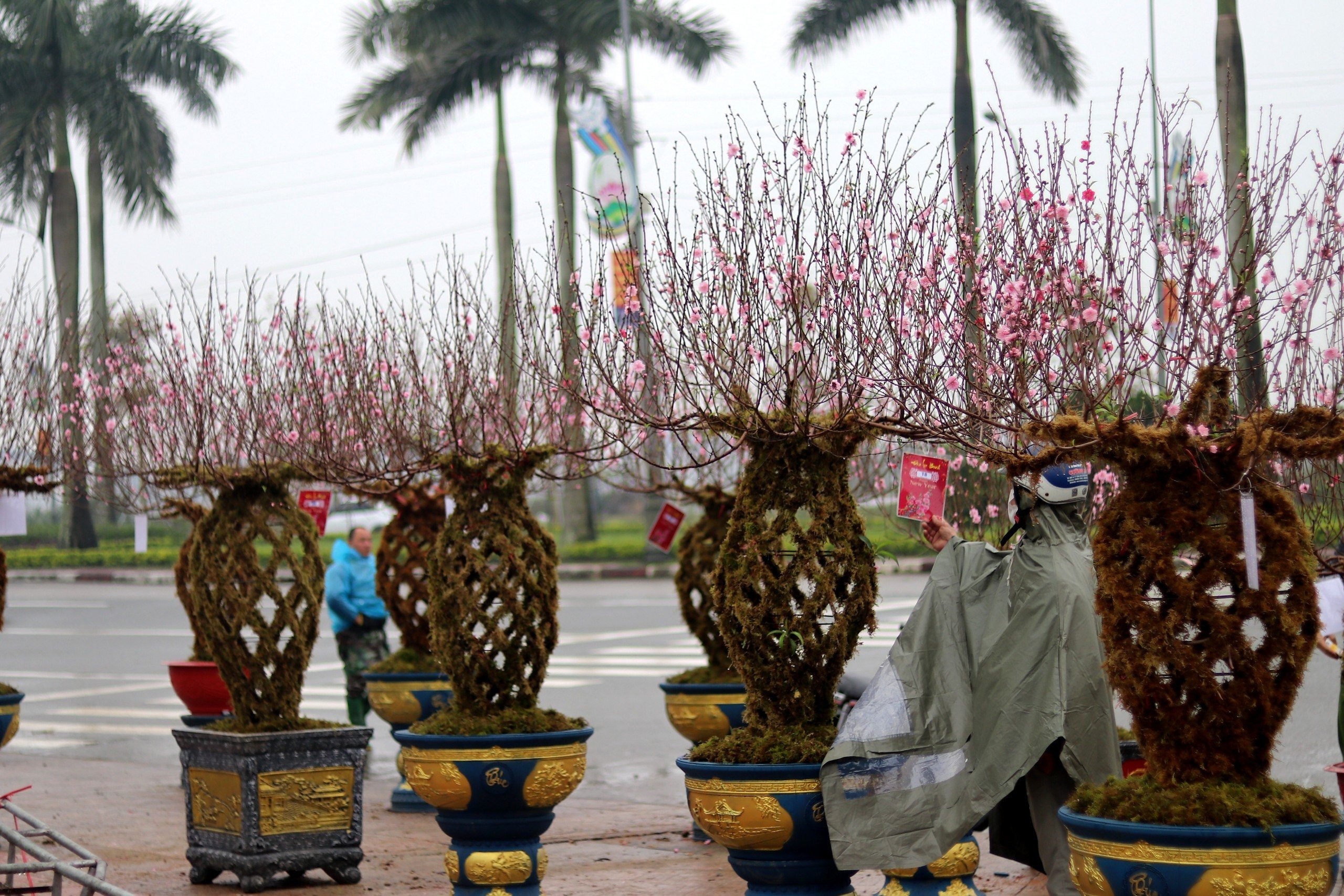 ha tinh doc la dao ben thanh binh gia chuc trieu cay van dat nhu tom tuoi1 ha tinh doc la dao ben thanh binh gia chuc trieu cay van dat nhu tom tuoi1