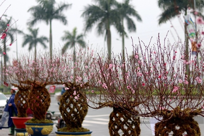 ha tinh doc la dao ben thanh binh gia chuc trieu cay van dat nhu tom tuoi11 ha tinh doc la dao ben thanh binh gia chuc trieu cay van dat nhu tom tuoi11