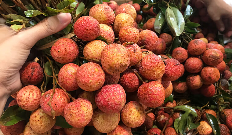 loai qua duoc vi la than duoc duoc dung de duong gan ha duong huyet viet nam vao mua gia re hon cho4 loai qua duoc vi la than duoc duoc dung de duong gan ha duong huyet viet nam vao mua gia re hon cho4