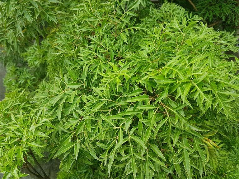 dung dung dinh lang neu ban thuoc vao mot trong nhung nhom nguoi nay1