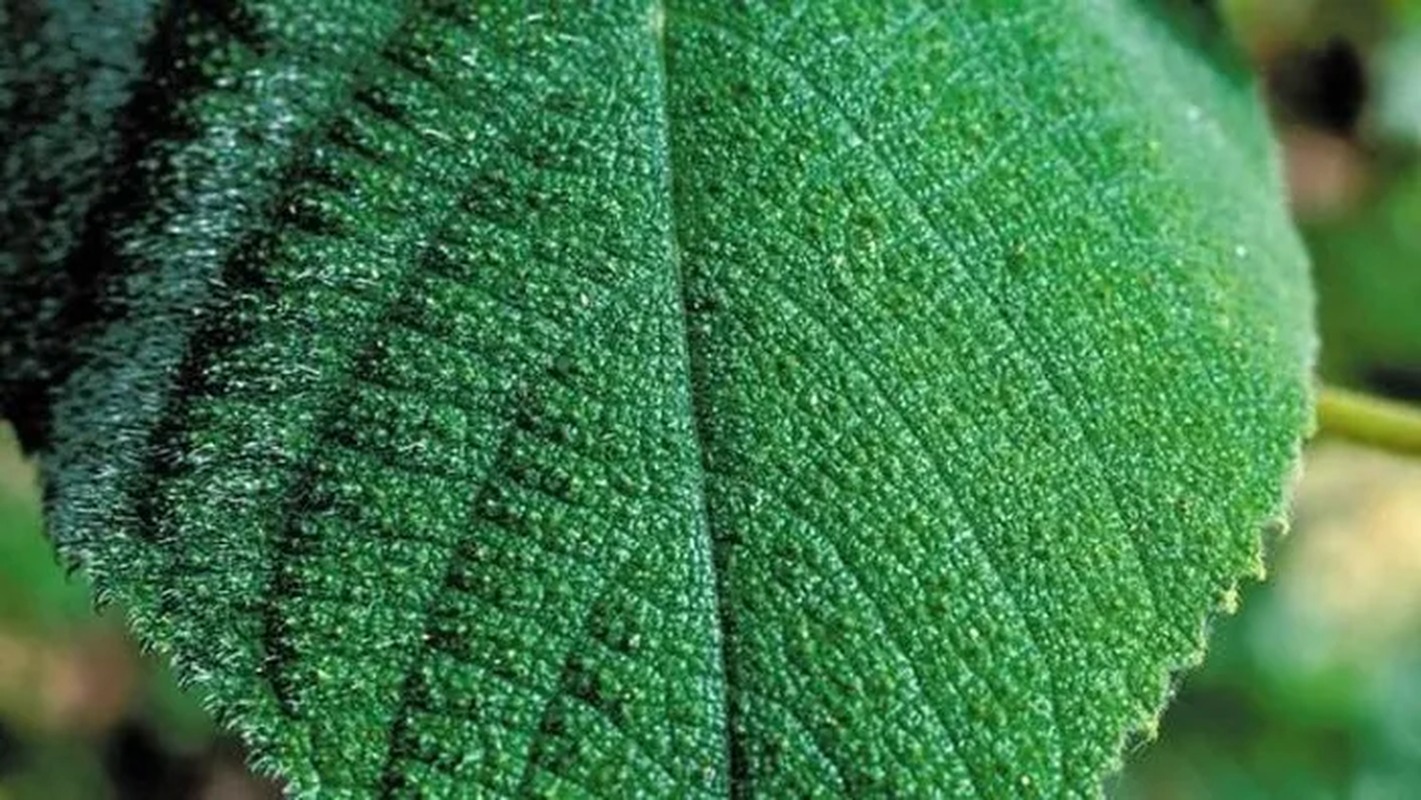 loai cay noi tieng khap the gioi tiet ra noc doc giong bo cap chi can cham nhe la dau den noi muon tim cai chet de giai thoat3 loai cay noi tieng khap the gioi tiet ra noc doc giong bo cap chi can cham nhe la dau den noi muon tim cai chet de giai thoat3