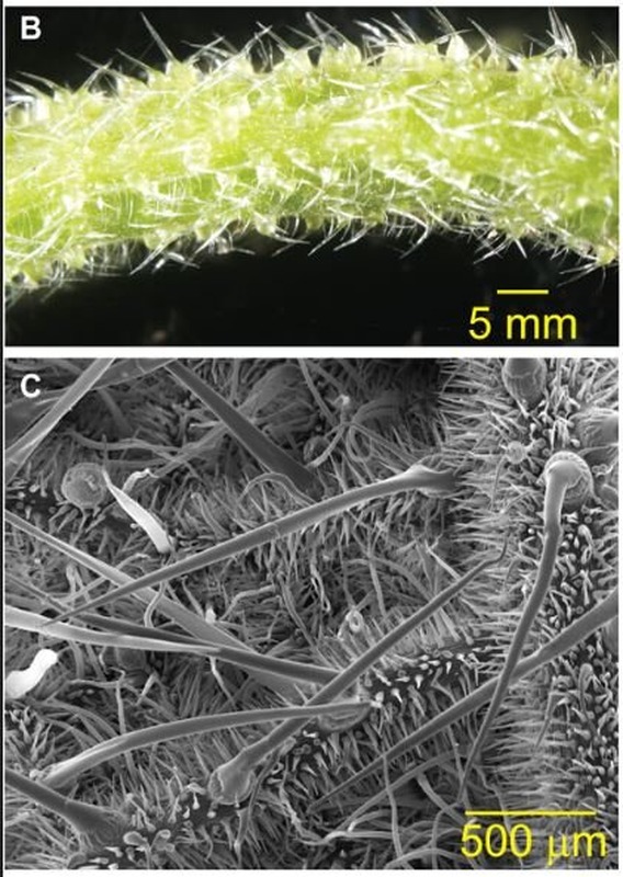 loai cay noi tieng khap the gioi tiet ra noc doc giong bo cap chi can cham nhe la dau den noi muon tim cai chet de giai thoat4 loai cay noi tieng khap the gioi tiet ra noc doc giong bo cap chi can cham nhe la dau den noi muon tim cai chet de giai thoat4