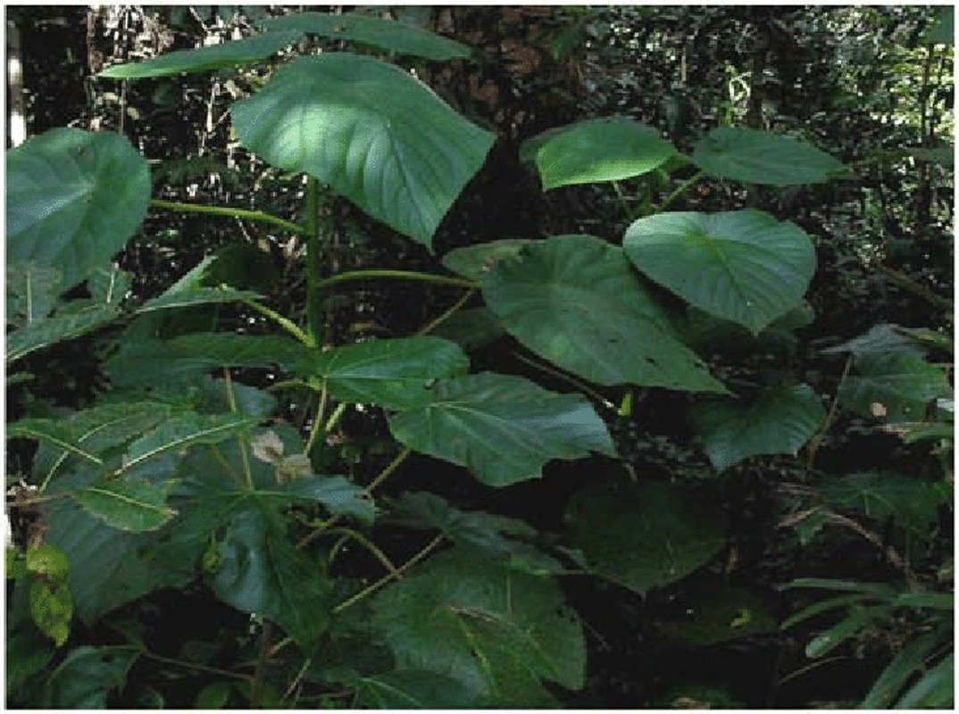 loai cay noi tieng khap the gioi tiet ra noc doc giong bo cap chi can cham nhe la dau den noi muon tim cai chet de giai thoat5 loai cay noi tieng khap the gioi tiet ra noc doc giong bo cap chi can cham nhe la dau den noi muon tim cai chet de giai thoat5