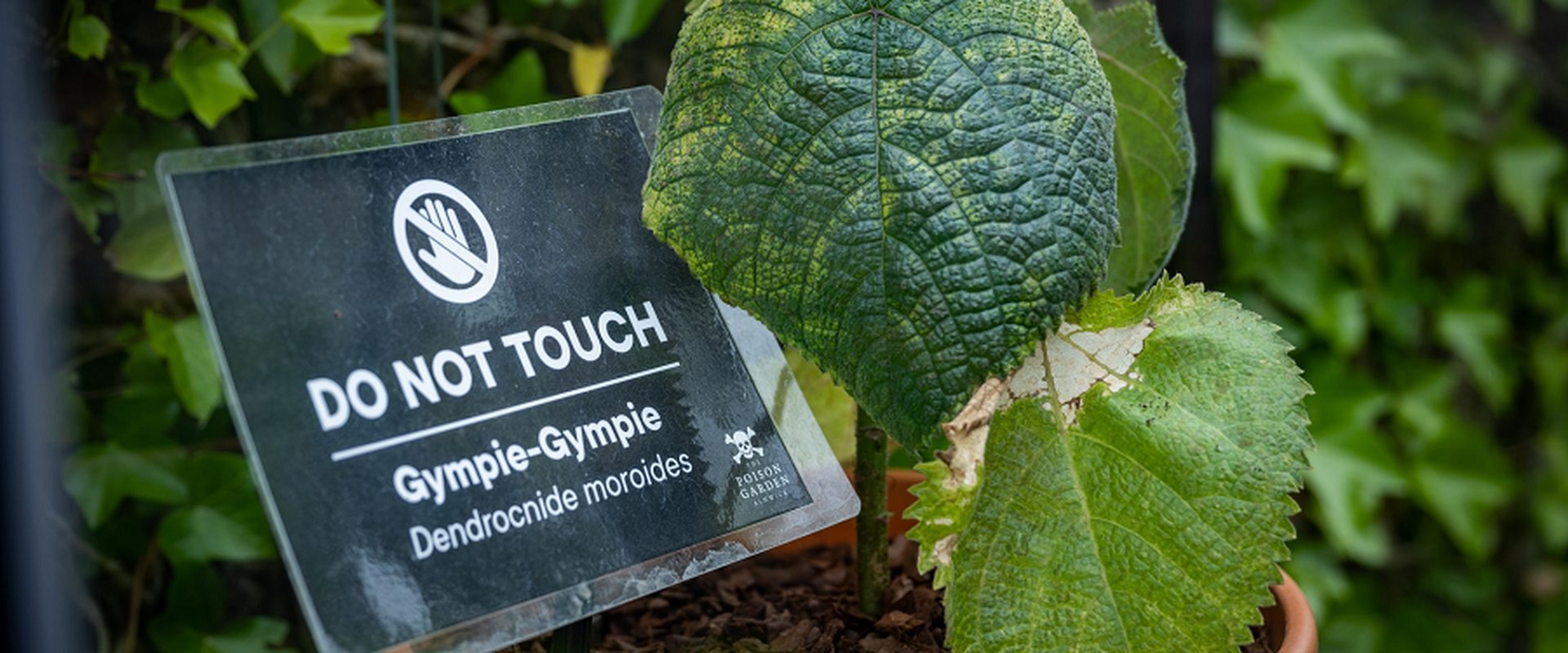 loai cay noi tieng khap the gioi tiet ra noc doc giong bo cap chi can cham nhe la dau den noi muon tim cai chet de giai thoat7 loai cay noi tieng khap the gioi tiet ra noc doc giong bo cap chi can cham nhe la dau den noi muon tim cai chet de giai thoat7