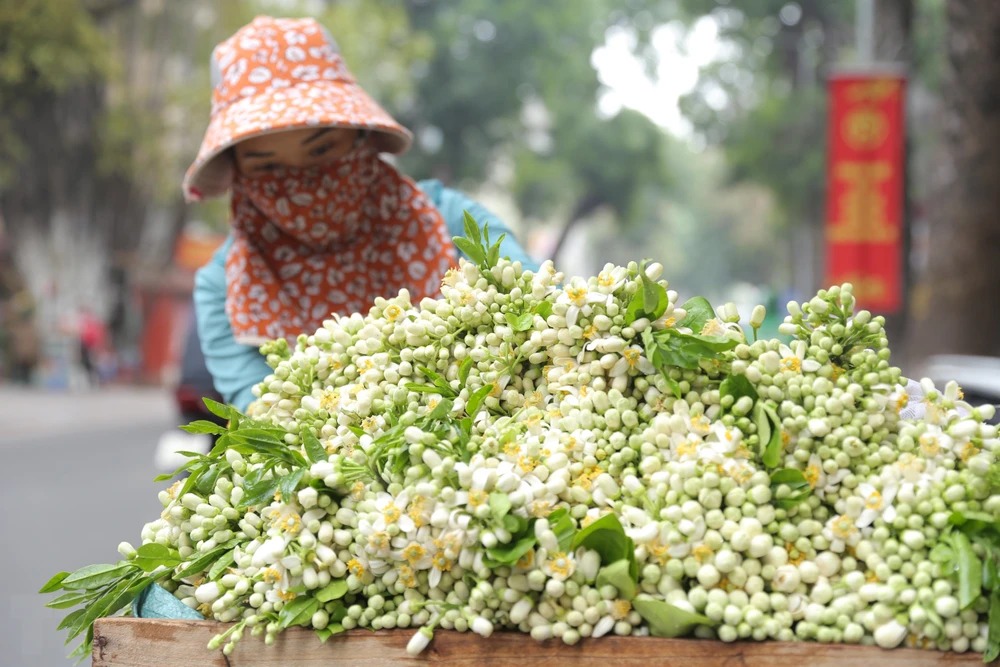 loai hoa xuat hien nhieu o nhung xe hang rong duoc vi la bau vat vua sach phoi lai ho tro chua nhieu benh4 loai hoa xuat hien nhieu o nhung xe hang rong duoc vi la bau vat vua sach phoi lai ho tro chua nhieu benh4