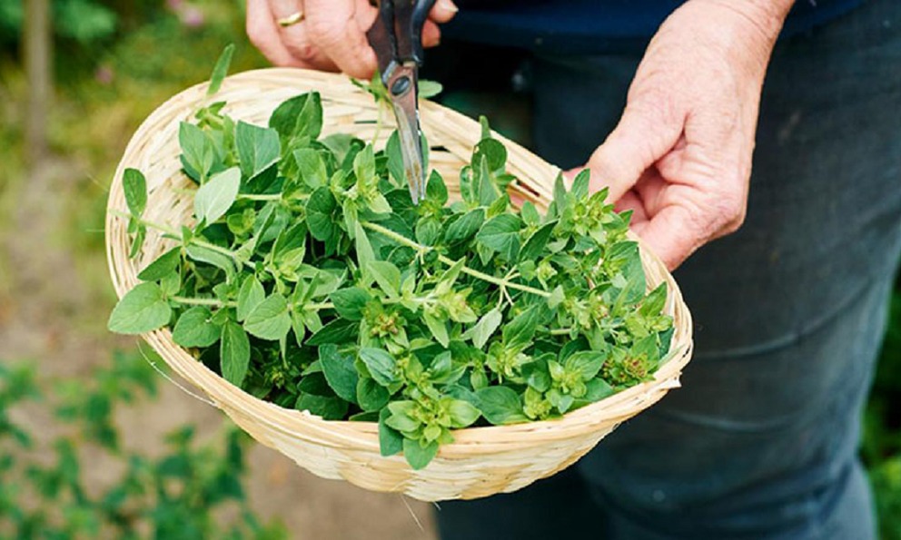 Ăn - Chơi - Loại lá vừa ăn vừa làm thuốc, giá bán 1,2 triệu/kg vẫn có người mua (Hình 4).