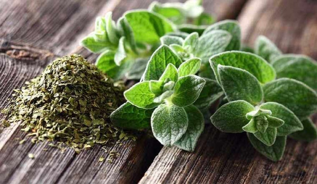 Ăn - Chơi - Loại lá vừa ăn vừa làm thuốc, giá bán 1,2 triệu/kg vẫn có người mua (Hình 2).