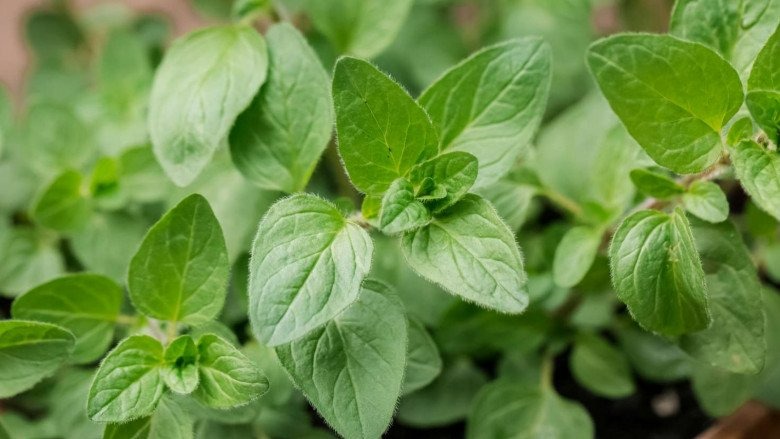 Ăn - Chơi - Loại lá vừa ăn vừa làm thuốc, giá bán 1,2 triệu/kg vẫn có người mua