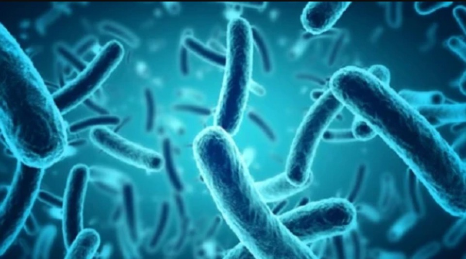 vi khuan salmonella nguy hiem nhu the nao 1 vi khuan salmonella nguy hiem nhu the nao 1