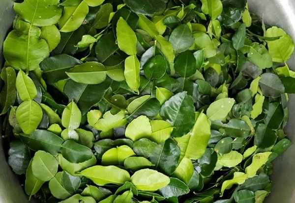 loai la o viet nam moc nhan nhan cho khong ai muon lay nhung ra nuoc ngoai dat nhu tom tuoi 2 loai la o viet nam moc nhan nhan cho khong ai muon lay nhung ra nuoc ngoai dat nhu tom tuoi 2