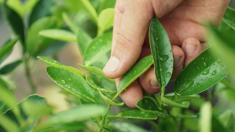 loai la o viet nam moc nhan nhan cho khong ai muon lay nhung ra nuoc ngoai dat nhu tom tuoi 3 loai la o viet nam moc nhan nhan cho khong ai muon lay nhung ra nuoc ngoai dat nhu tom tuoi 3