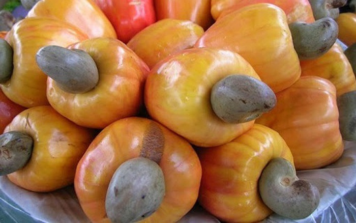 loai qua o que rung day vuon khong them ai nhat len thanh pho ban gia 60 000 dong kg khong co de mua2 loai qua o que rung day vuon khong them ai nhat len thanh pho ban gia 60 000 dong kg khong co de mua2