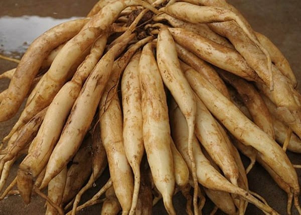 loai co duoc vi la doan tho bi nong dan hat hui gio giup nhieu nguoi kiem duoc tien trieu thang1 loai co duoc vi la doan tho bi nong dan hat hui gio giup nhieu nguoi kiem duoc tien trieu thang1
