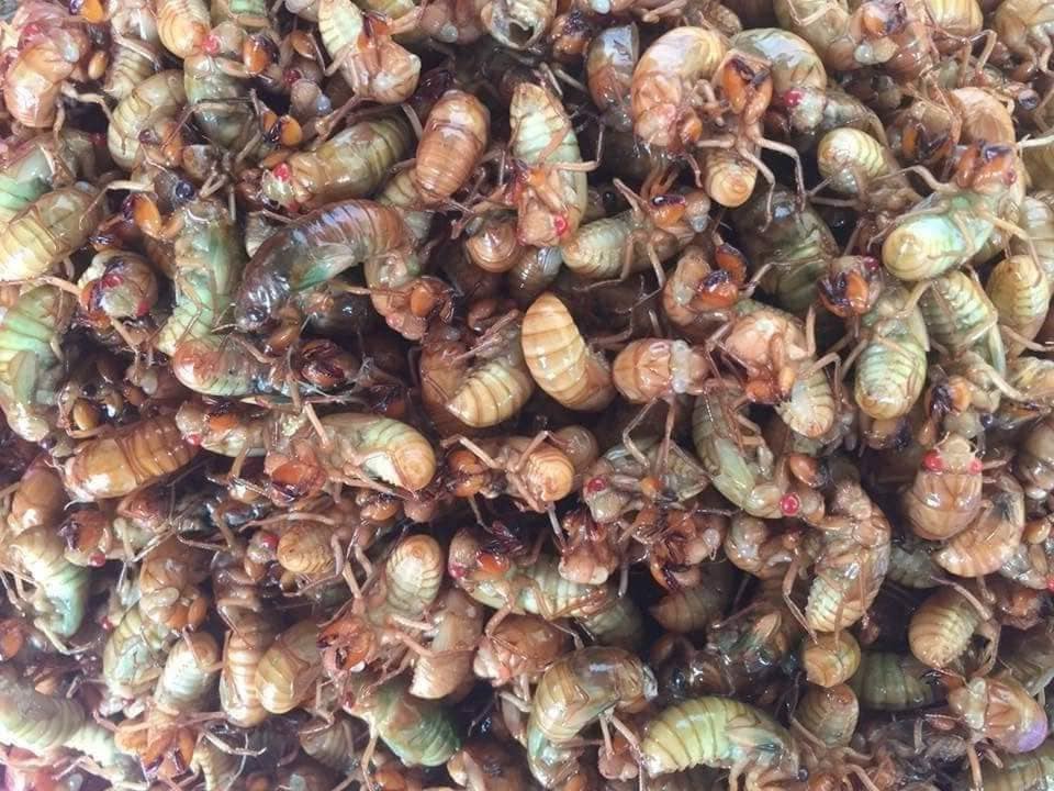 nam thanh nien nhap vien cap cuu vi an con vat quen thuoc cu den he lai len dspl 1