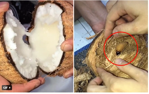mua dua sap ve an co gai vui het nac khi lai duoc con vat bo luc nhuc ben trong lop vo dspl 1 mua dua sap ve an co gai vui het nac khi lai duoc con vat bo luc nhuc ben trong lop vo dspl 1
