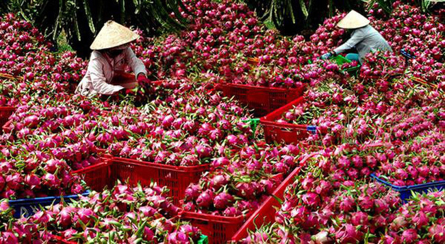 trung quoc kiem soat chat nong san nhap khau doanh nghiep viet can lam gi dspl 1 trung quoc kiem soat chat nong san nhap khau doanh nghiep viet can lam gi dspl 1