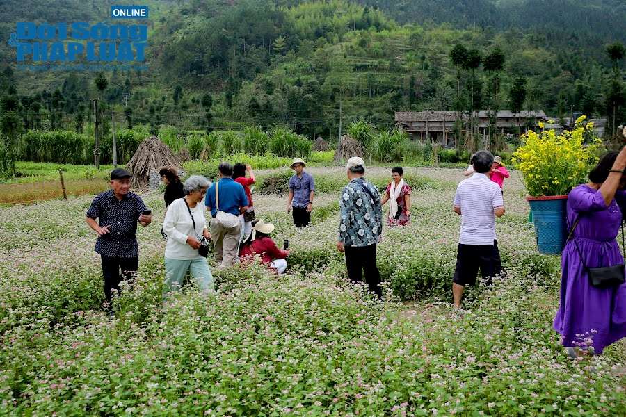 mua hoa tam giac mach 2 mua hoa tam giac mach 2