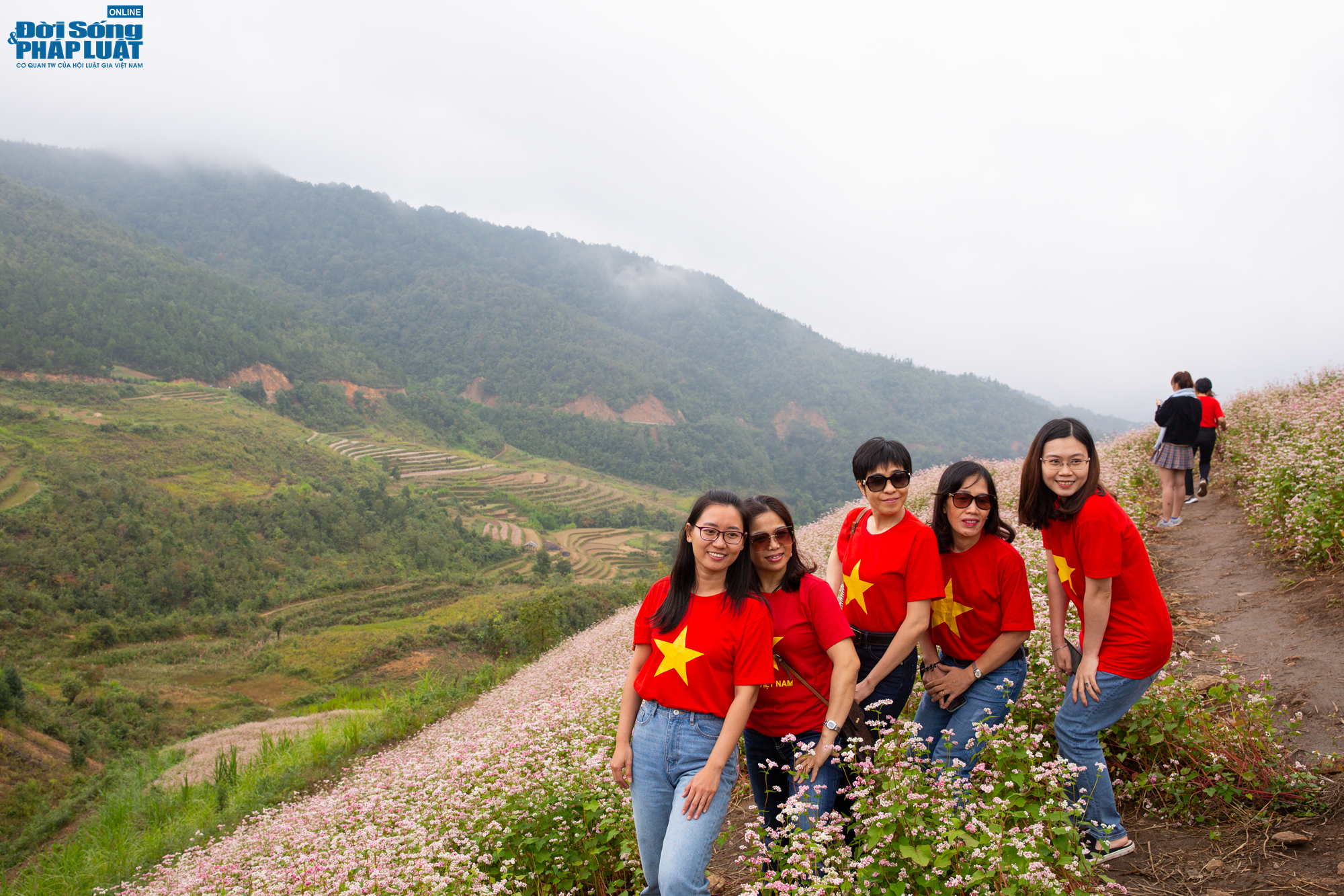 mua hoa tam giac mach 2022 6 mua hoa tam giac mach 2022 6