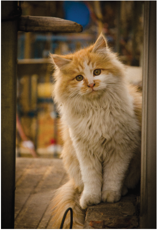 phiem luan ve meo dspl 1