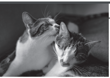 phiem luan ve meo dspl 2