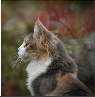 phiem luan ve meo dspl 3