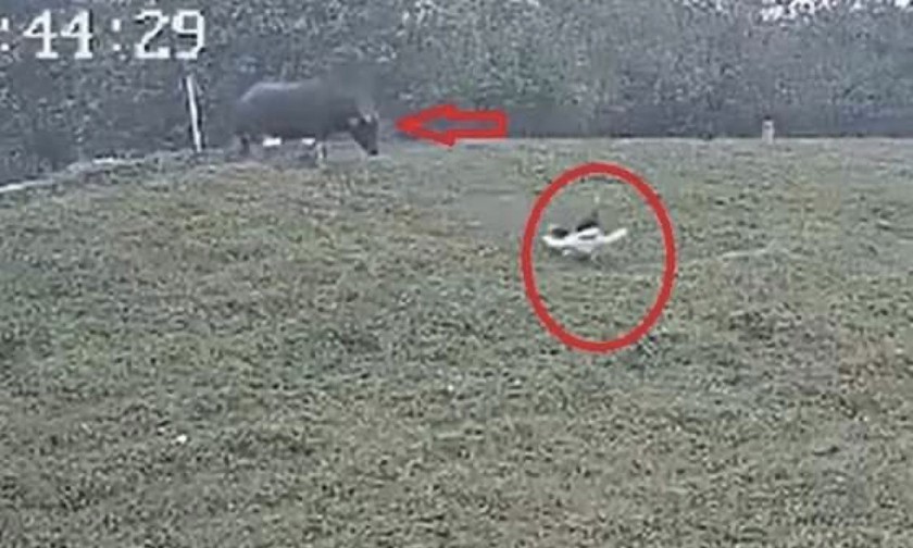 vu clip nguoi phu nu bi trau huc vo gan o ha noi cong an vao cuoc xac minh dpsl 1