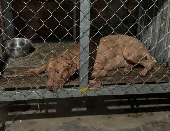 vu cho pitbull can chet cu ba 82 tuoi o binh duong cong an bao ve hien truong de dieu tra dspl 1
