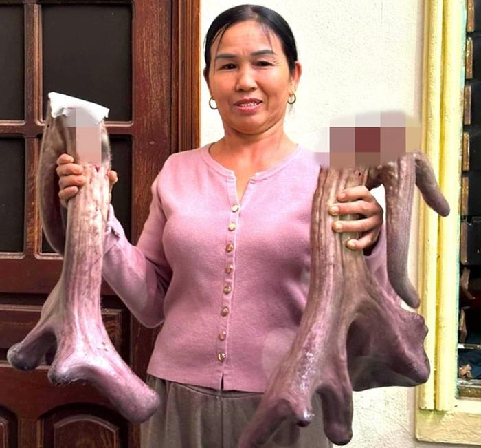 chu nhan cap nhung nai khong lo duoc tra gia gan mot cay vang dspl 2