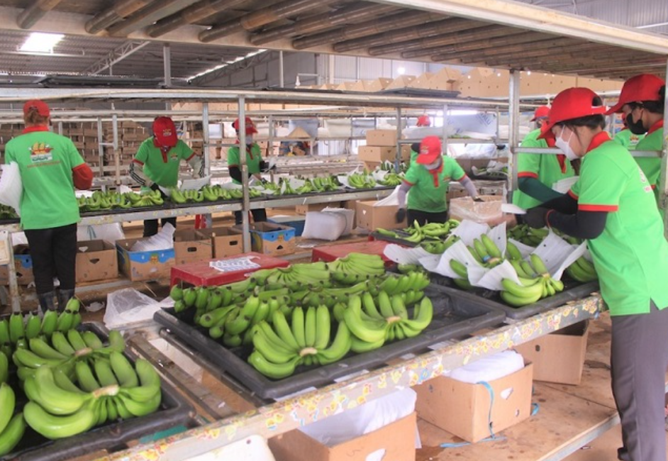 thi-truong-xuat-khau-2024-co-nhieu-khoi-sac-kim-ngach-xuat-khau-chuoi-tang-vot