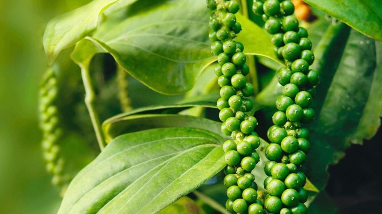 gia-ca-phe-trong-nuoc-chuan-bi-can-moc-100-000-dong-kg