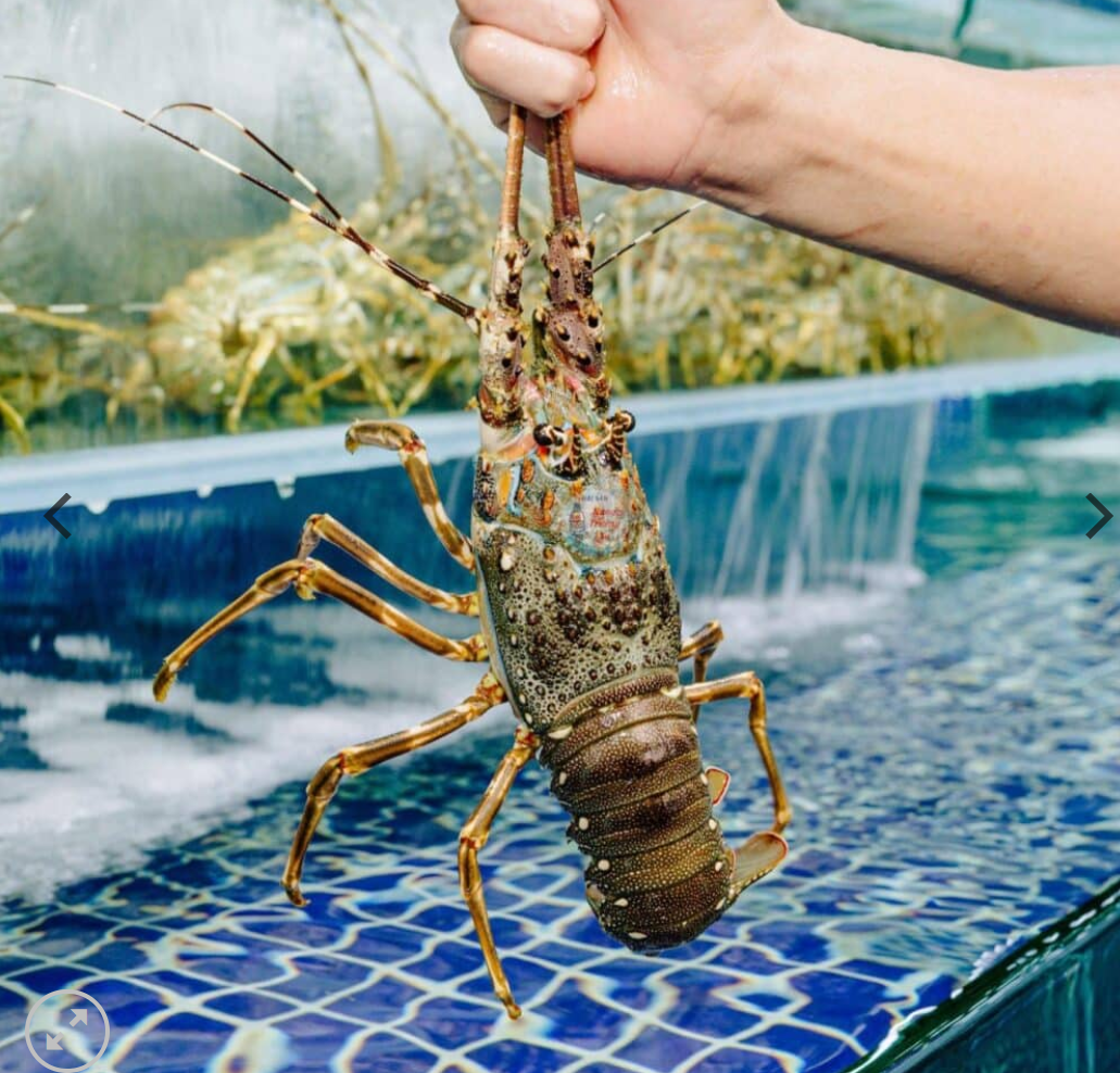 dau-nam-2024-san-luong-xuat-khau-tom-hum-nuoc-ta-tang-18-lan