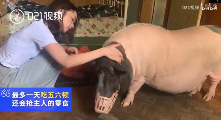 mua heo sieu nho ve lam thu cung co gai do khoc do cuoi voi ngoai hinh cua con vat sau 3 nam mua heo sieu nho ve lam thu cung co gai do khoc do cuoi voi ngoai hinh cua con vat sau 3 nam