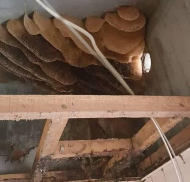 chat la mau vang chay day tuong phong tam co gai hoang hon di kiem tra phat hien dieu ngo ngang1 chat la mau vang chay day tuong phong tam co gai hoang hon di kiem tra phat hien dieu ngo ngang1