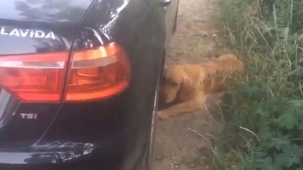 chu nhan truot chan nga chet duoi hanh dong cua hai chu cho cung lam ai nay xot xa1