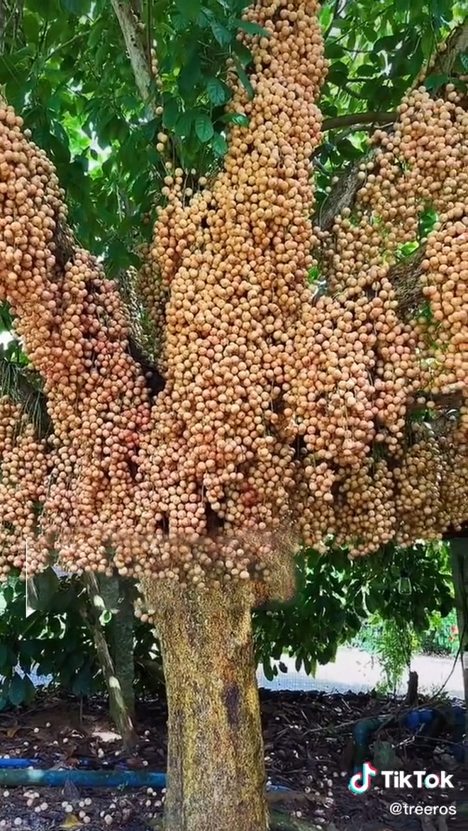 cay dau da dat ra qua vo ke hoach lam dan mang ran ran thich thu thi nhau ao uoc cay dau da dat ra qua vo ke hoach lam dan mang ran ran thich thu thi nhau ao uoc