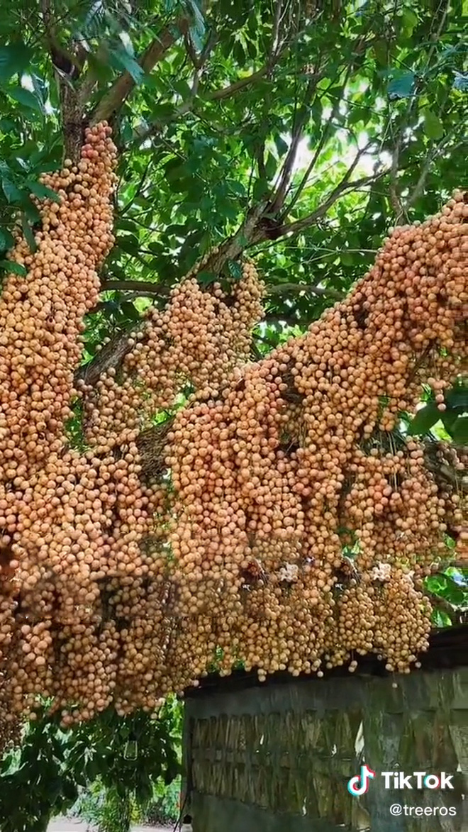 cay dau da dat ra qua vo ke hoach lam dan mang ran ran thich thu thi nhau ao uoc1 cay dau da dat ra qua vo ke hoach lam dan mang ran ran thich thu thi nhau ao uoc1