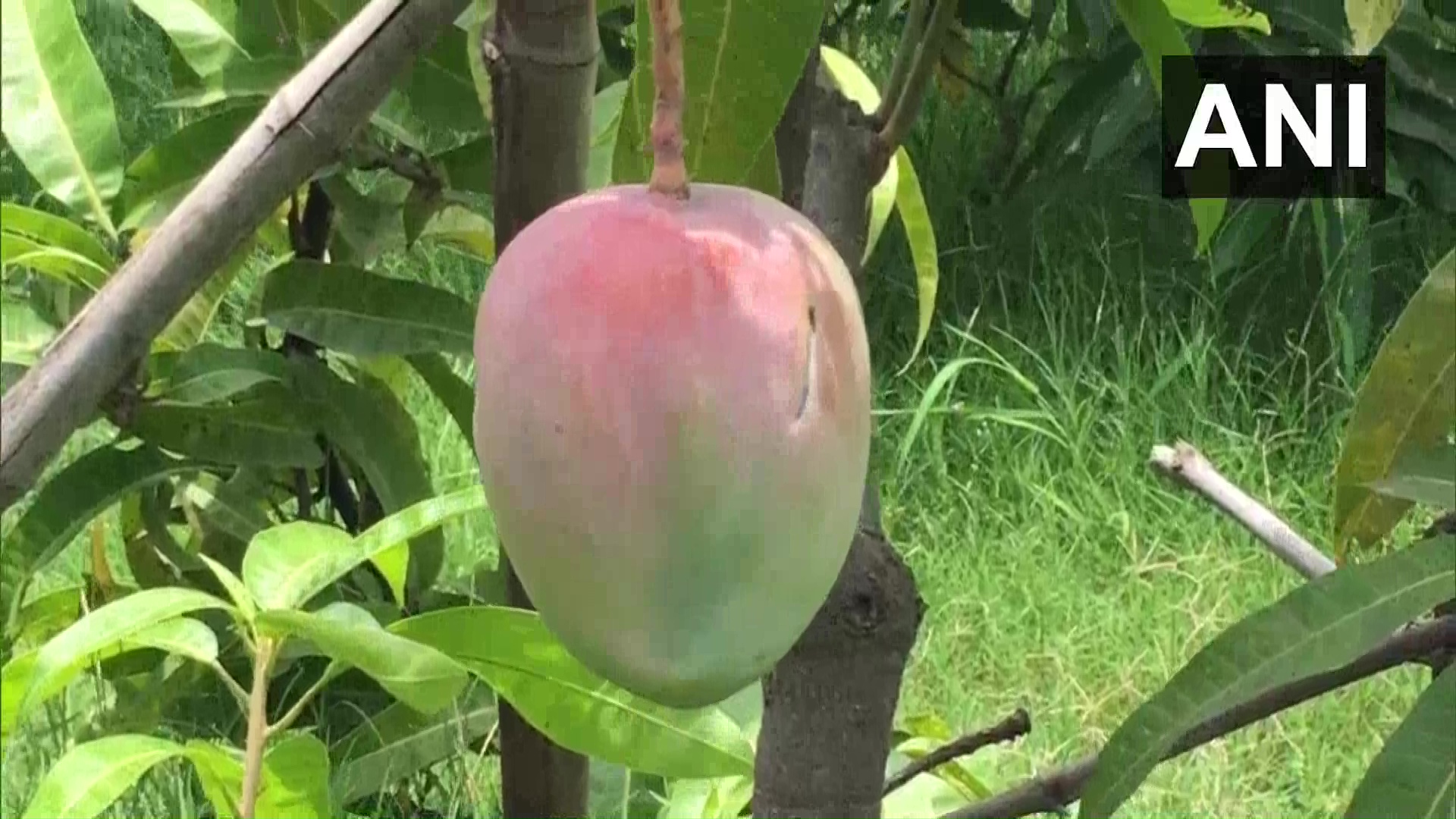 gia dinh an do gay choang khi thue han 4 ve si 6 con cho de bao ve 7 qua xoai1 gia dinh an do gay choang khi thue han 4 ve si 6 con cho de bao ve 7 qua xoai1