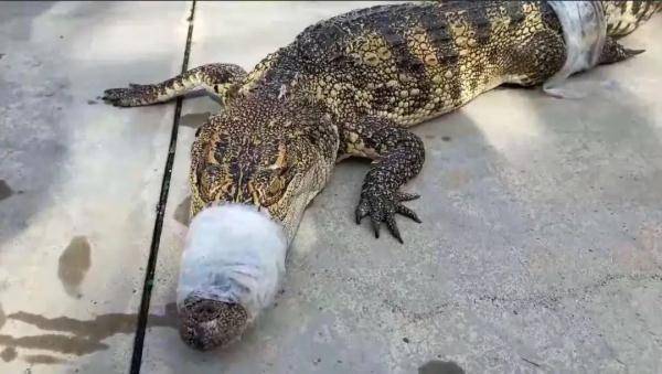 nghe duoc am thanh la luc nua dem nguoi phu nu di kiem tra lap tuc keu cuu khi thay canh nay1 nghe duoc am thanh la luc nua dem nguoi phu nu di kiem tra lap tuc keu cuu khi thay canh nay1
