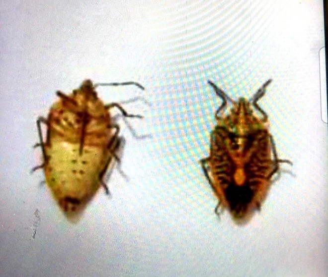 tin tuc doi song ngay 138 nguoi dan ong suy da tang vi an 2 bat bo xit rang1 tin tuc doi song ngay 138 nguoi dan ong suy da tang vi an 2 bat bo xit rang1