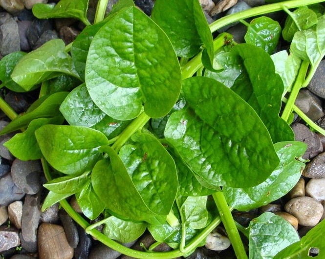an rau mong toi nhat dinh phai luu y 7 dieu sau keo suc khoe keu cuu