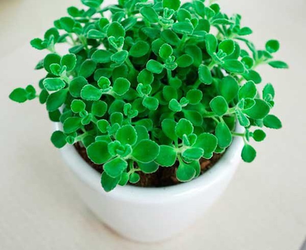 9 loai cay phong thuy hut cuc nhieu tai loc nha khong co mot cay thi qua dang tiec2 9 loai cay phong thuy hut cuc nhieu tai loc nha khong co mot cay thi qua dang tiec2